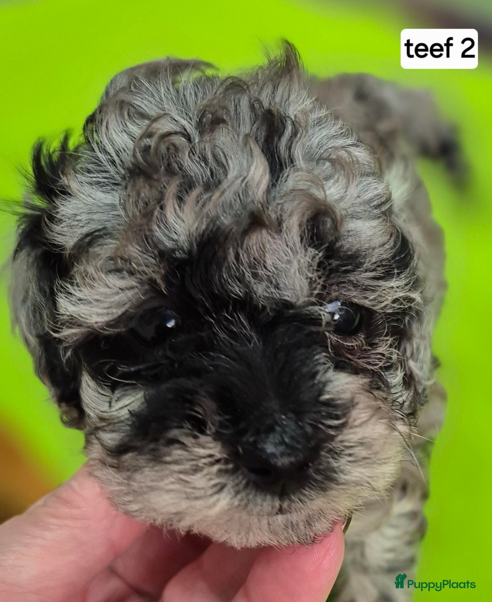 Dwergpoedel honden te koop: Mooie dwergpoedel pups - Advertentie 1