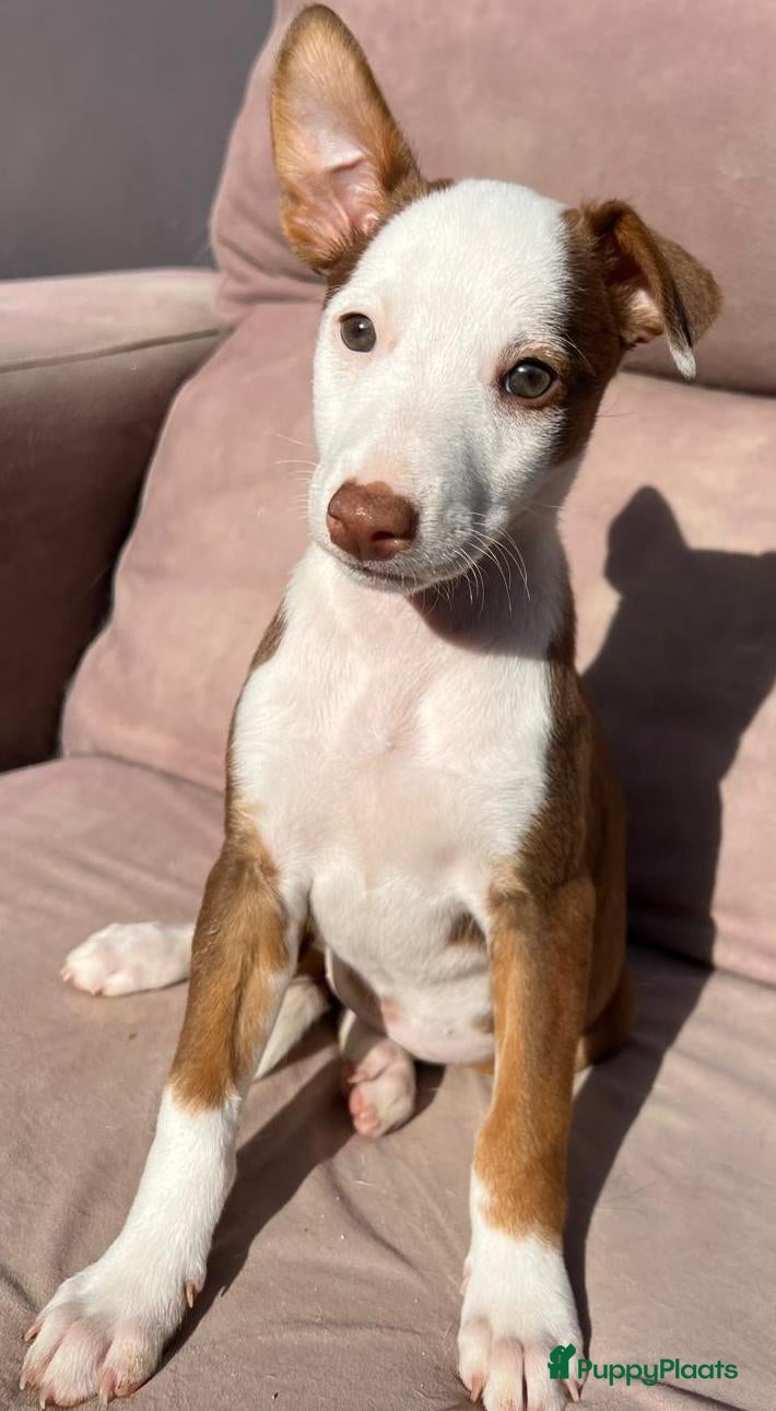 Kruising honden Amy wat een schatje   ze zoekt een baasje  - Advertentie 5