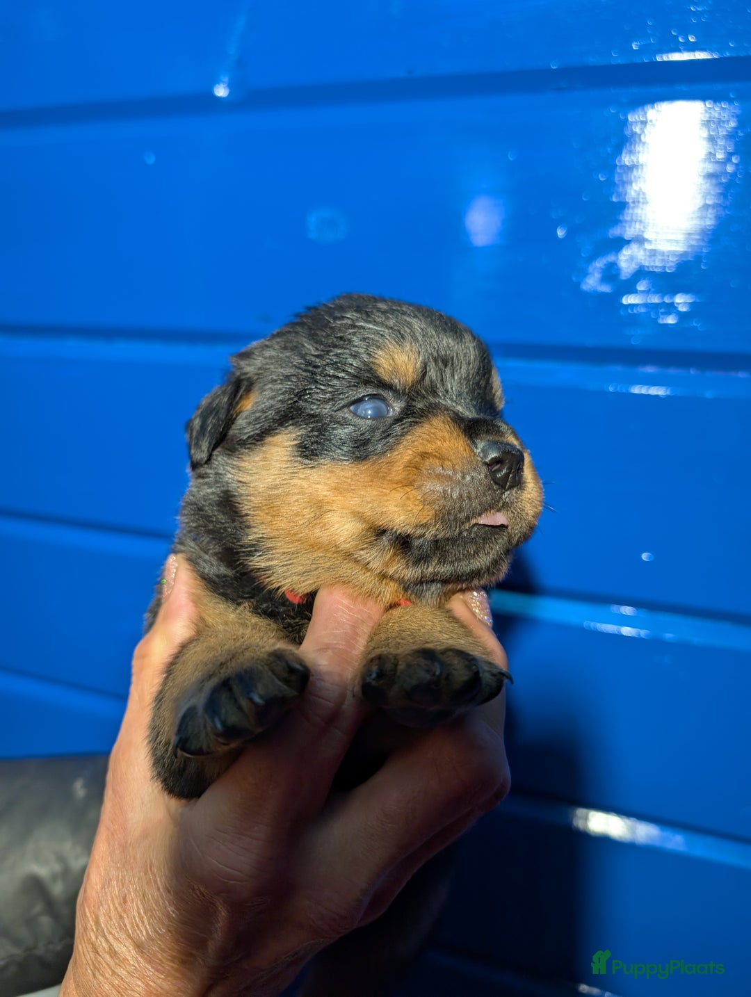 Rottweiler honden te koop: Zeer mooie rottweiler pups   - Advertentie 24