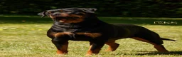 Rottweiler honden te koop: 9 Rottweiler pups met stamboom in Oldekerk - Advertentie 3