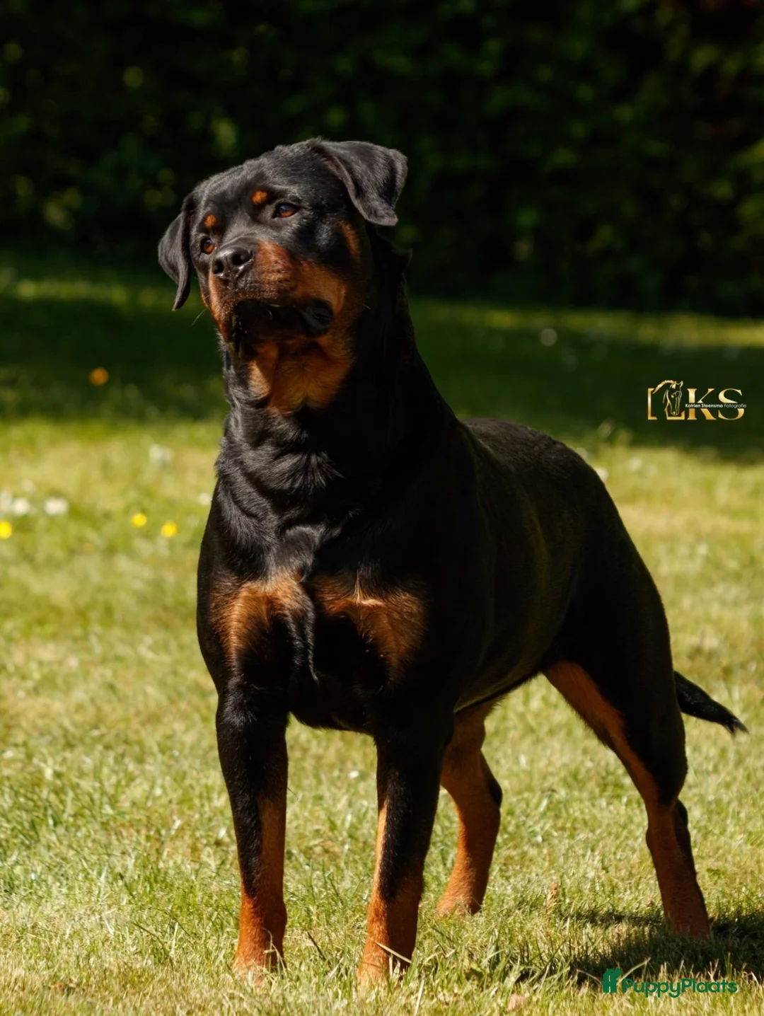 Rottweiler honden te koop: 9 Rottweiler pups met stamboom in Oldekerk - Advertentie 3