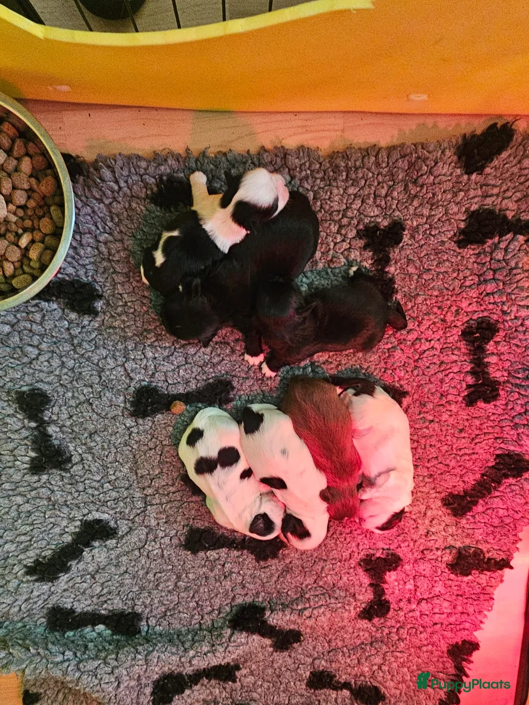 Kruising honden te koop: Boomer pups - Advertentie 18