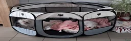 Maltezer honden te koop: 5 prachtige maltezer pups eerste nestje - Advertentie 9