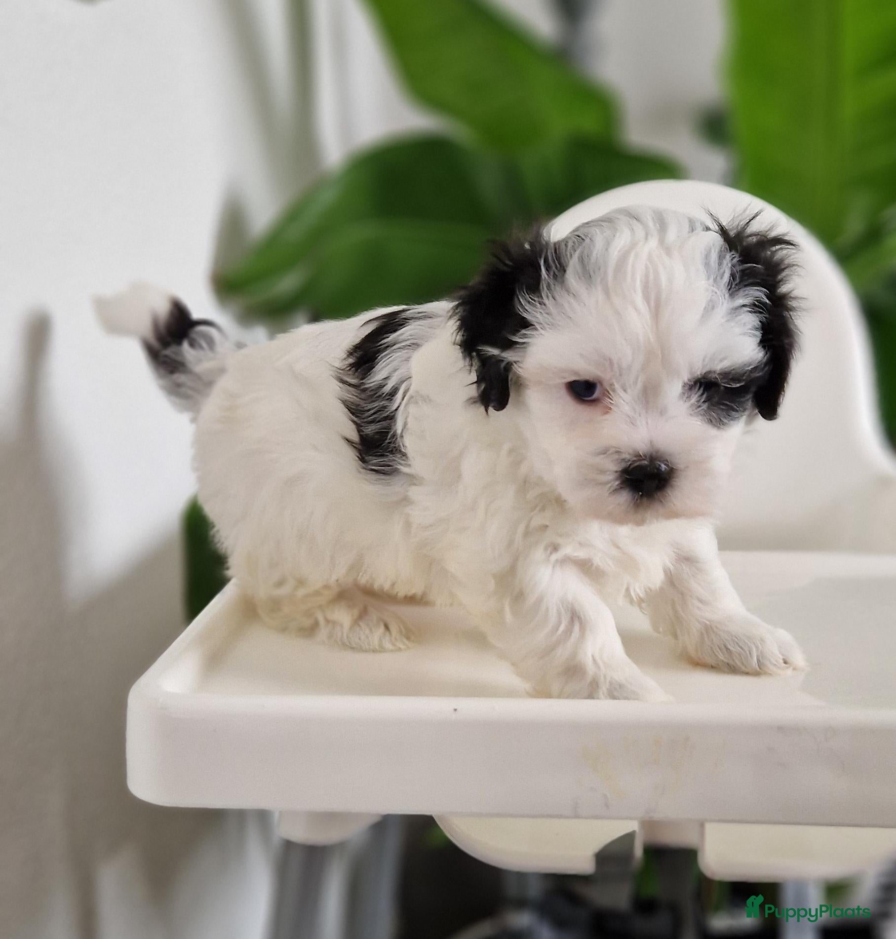 Kruising honden Maltezer shih tzu/ maltezer - Advertentie 4