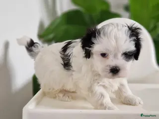 Kruising honden Maltezer shih tzu/ maltezer - Advertentie 4