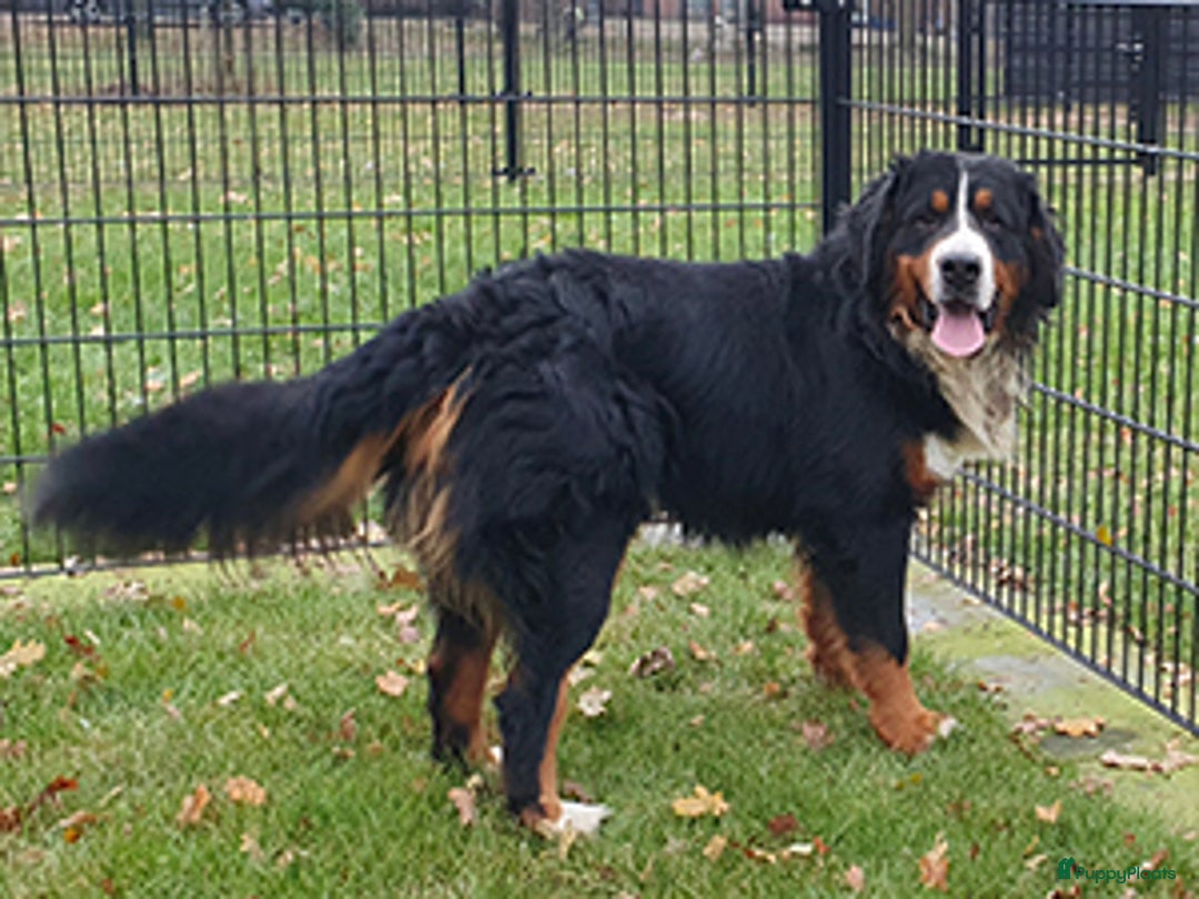 Berner Sennenhond honden te koop: Prachtige Berner Sennen Pups - Advertentie 9