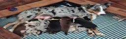 Australian Shepherd honden te koop: Mooie australian shepherd pups - Advertentie 14