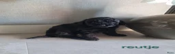 Poedel Toy honden te koop: Toypoedel pups 6 weken oud - Advertentie 3