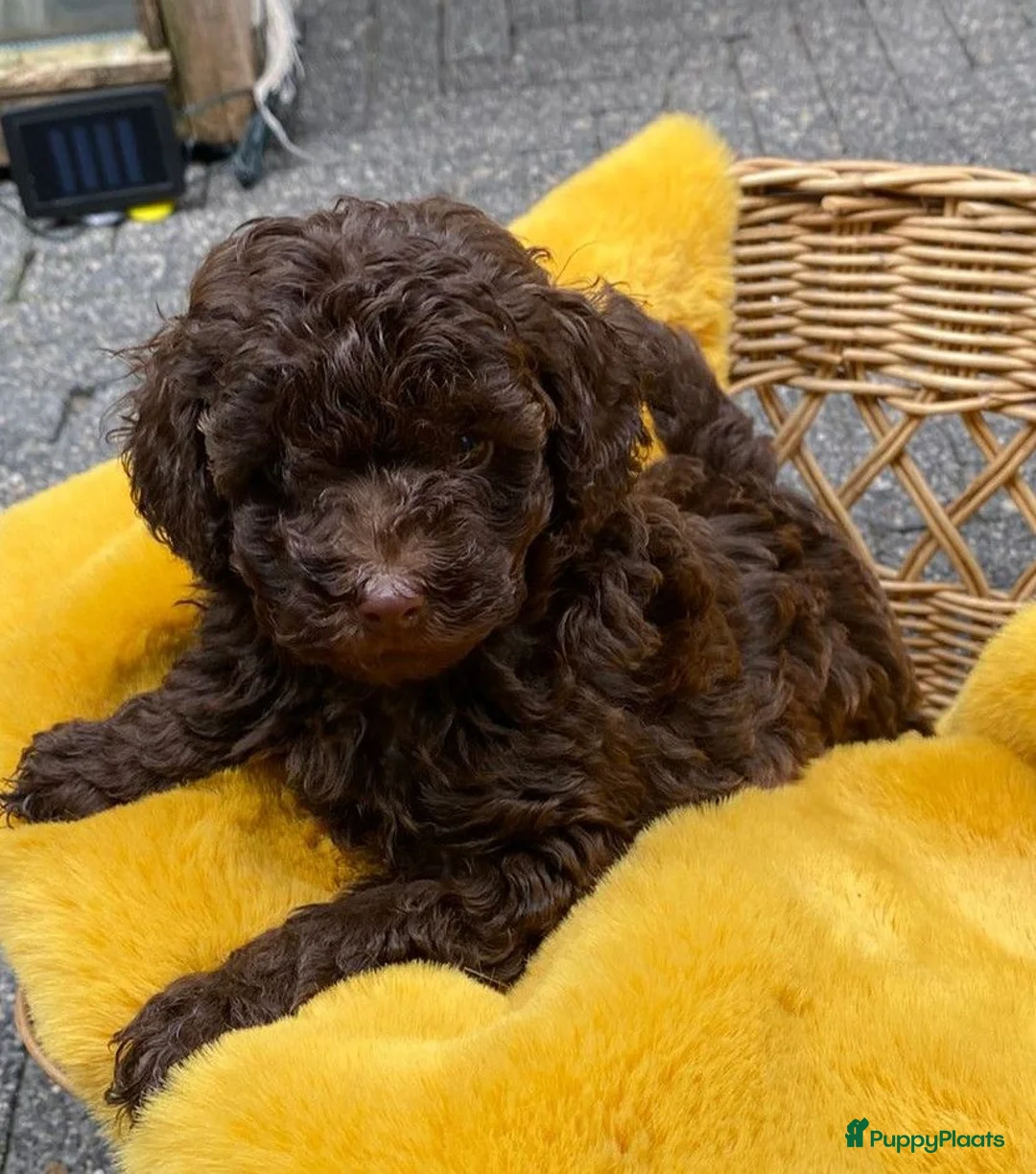 Poedel Toy honden te koop: Toy poedel  - Advertentie 5