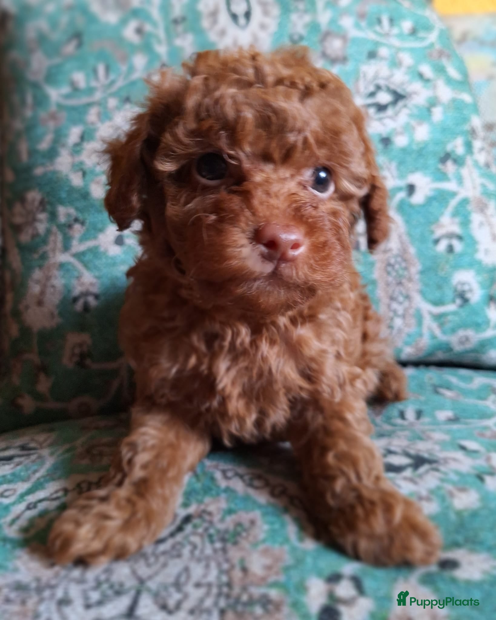 Poedel Toy honden Miniatuur Red/Apricot Toypoedel Beertje - Advertentie 1