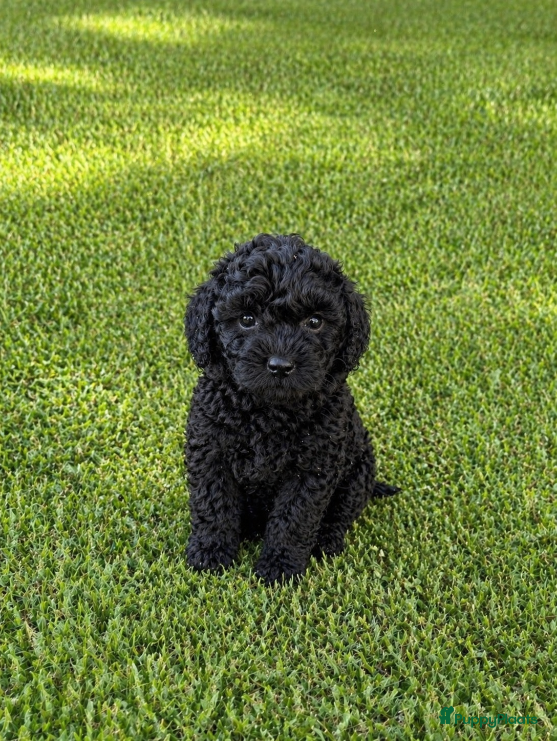 Kruising honden Super knappe boompoo reu klein blijvend  - Advertentie 6