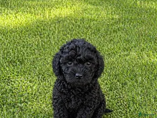 Kruising honden Super knappe boompoo reu klein blijvend - Advertentie 6