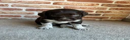 Kruising honden te koop: Heidewachtel /australian shepherd puppy’s  in Deurne - Advertentie 4