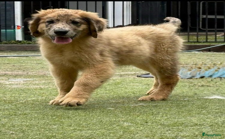 Kruising honden - Advertentie 2