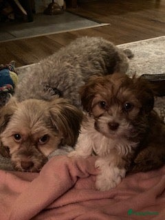 Maltipoo honden Maltipoo teefje - Advertentie 1