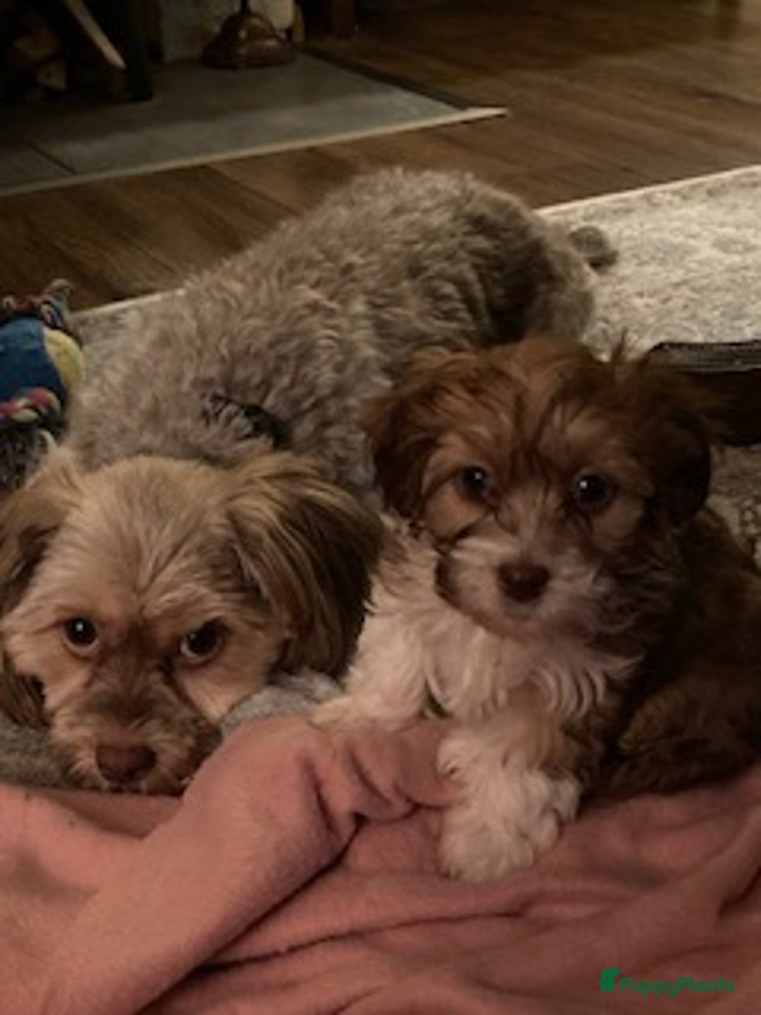 Maltipoo honden te koop: Maltipoo teefje - Advertentie 2