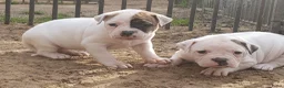 Amerikaanse Bulldog honden te koop: Prachtige Amerikaanse bulldog pups met stamboom - Advertentie 3