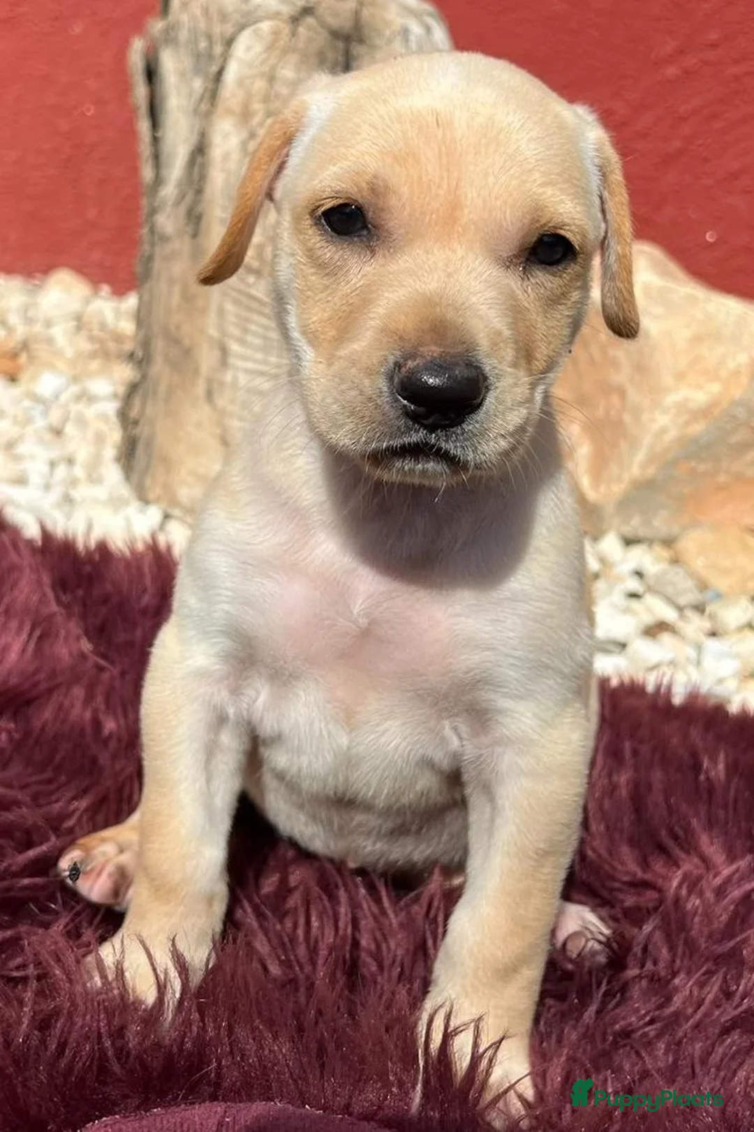 Kruising honden ter adoptie: hicha deze lieve meid zoekt haar gouden mandje  - Advertentie 2