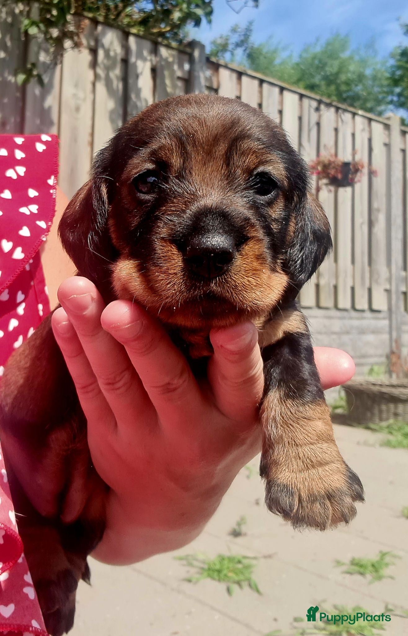 Ruwhaar Teckel honden Nog een teefje zoekt een lieve familie ❤️ - Advertentie 2