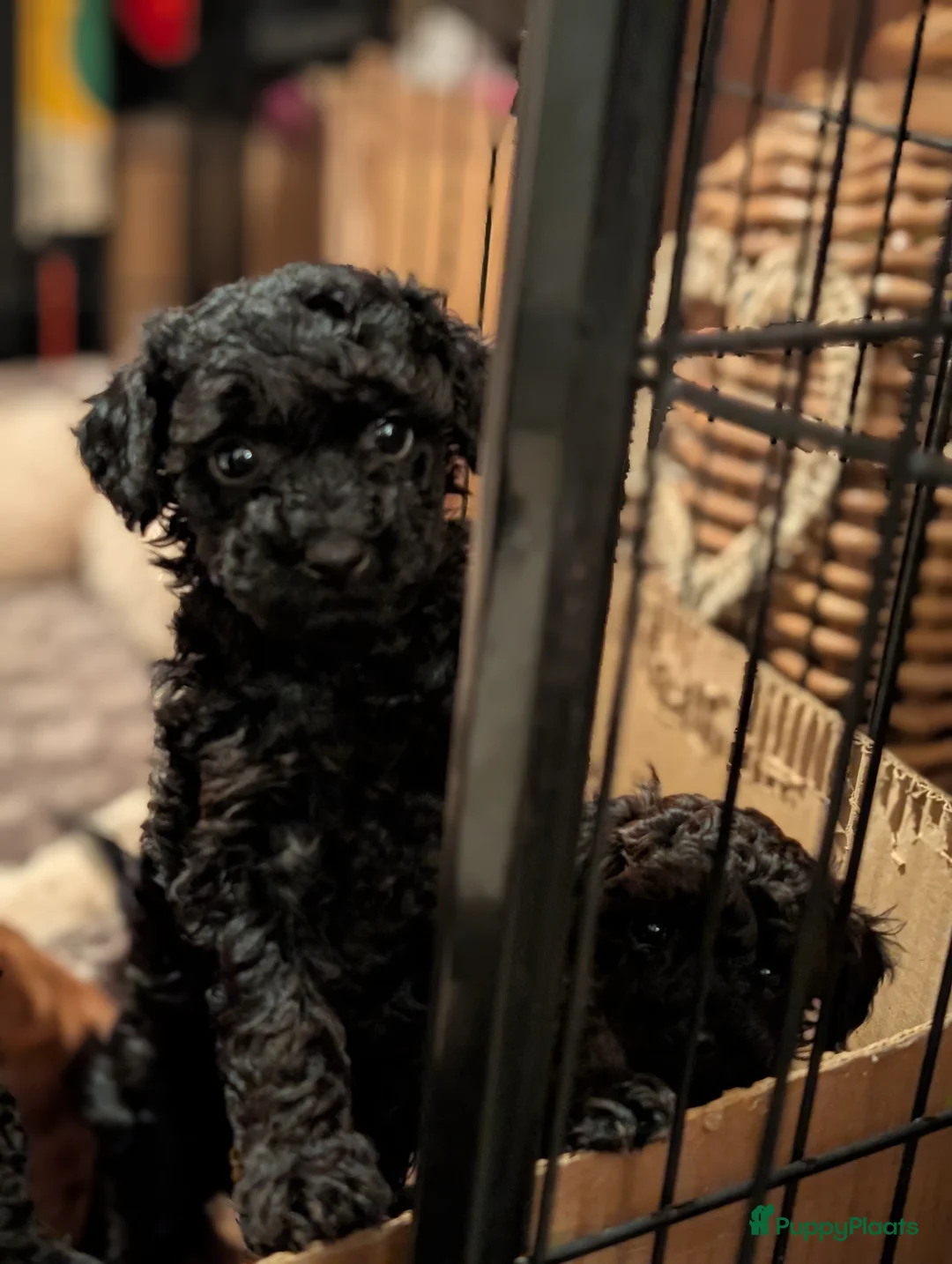 Poedel Toy honden te koop: Toypoedel puppies  - Advertentie 22