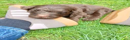 Labradoodle honden te koop: Lieve Labradoodle pups zoeken gouden mandje - Advertentie 5