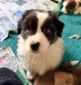 Australian Shepherd Puppy 4