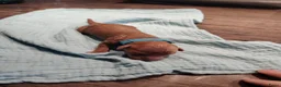 Labradoodle honden te koop: Mini Labradoodle  in Oirschot - Advertentie 7