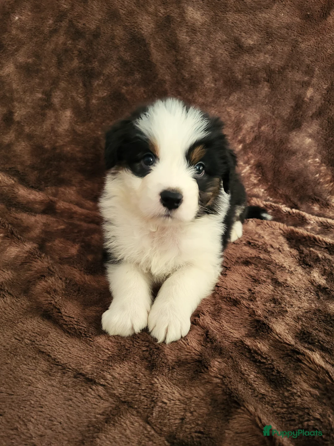 Australian Shepherd honden te koop: Australian Shepherd ouders FCI Stamboom - Advertentie 5