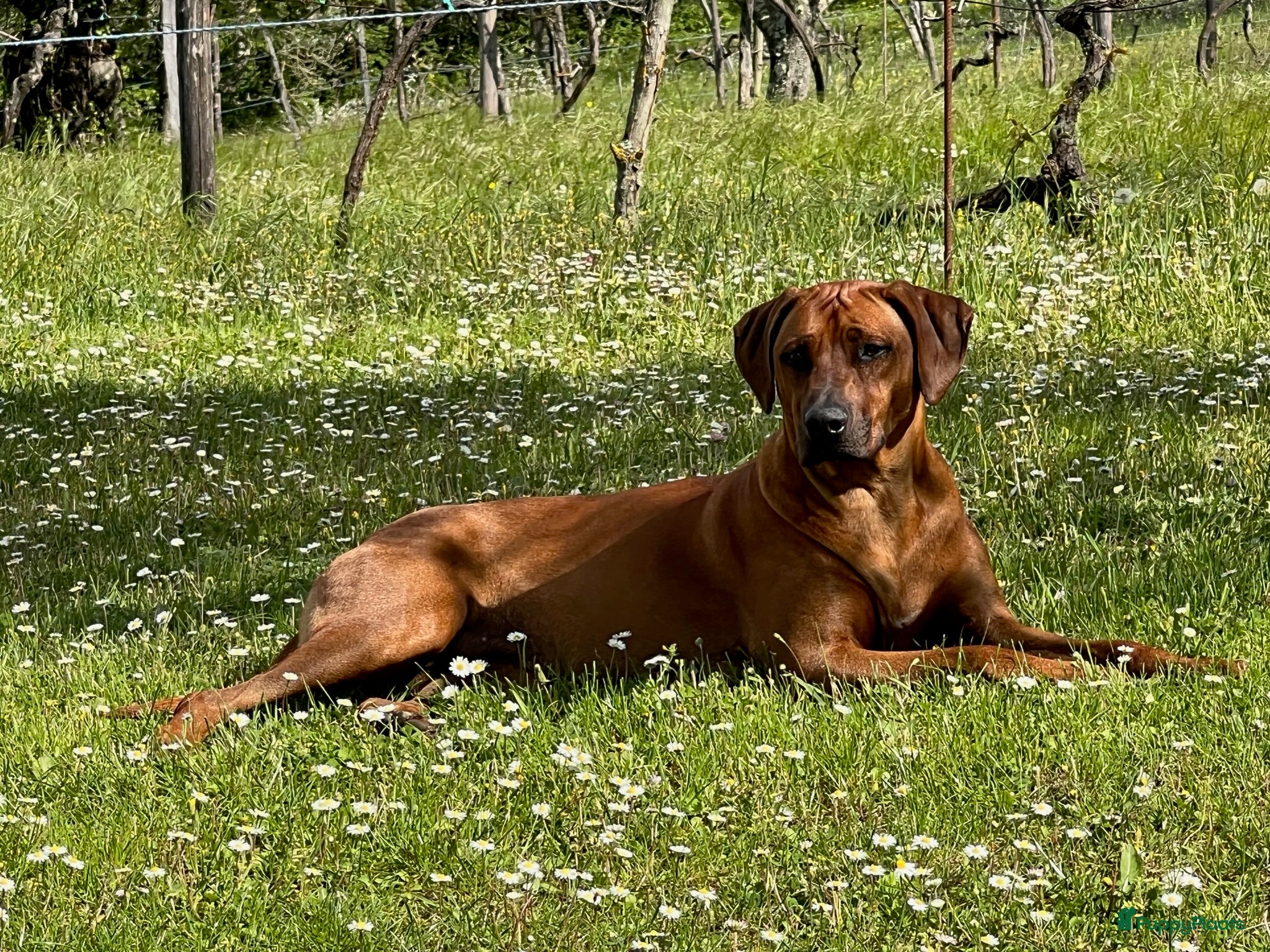 Rhodesian Ridgeback honden Rhodesian Ridgeback pup Reu 29 mei ophalen - Advertentie 9