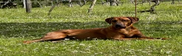 Rhodesian Ridgeback honden te koop: Rhodesian Ridgeback pup Reu 29 mei ophalen - Advertentie 1