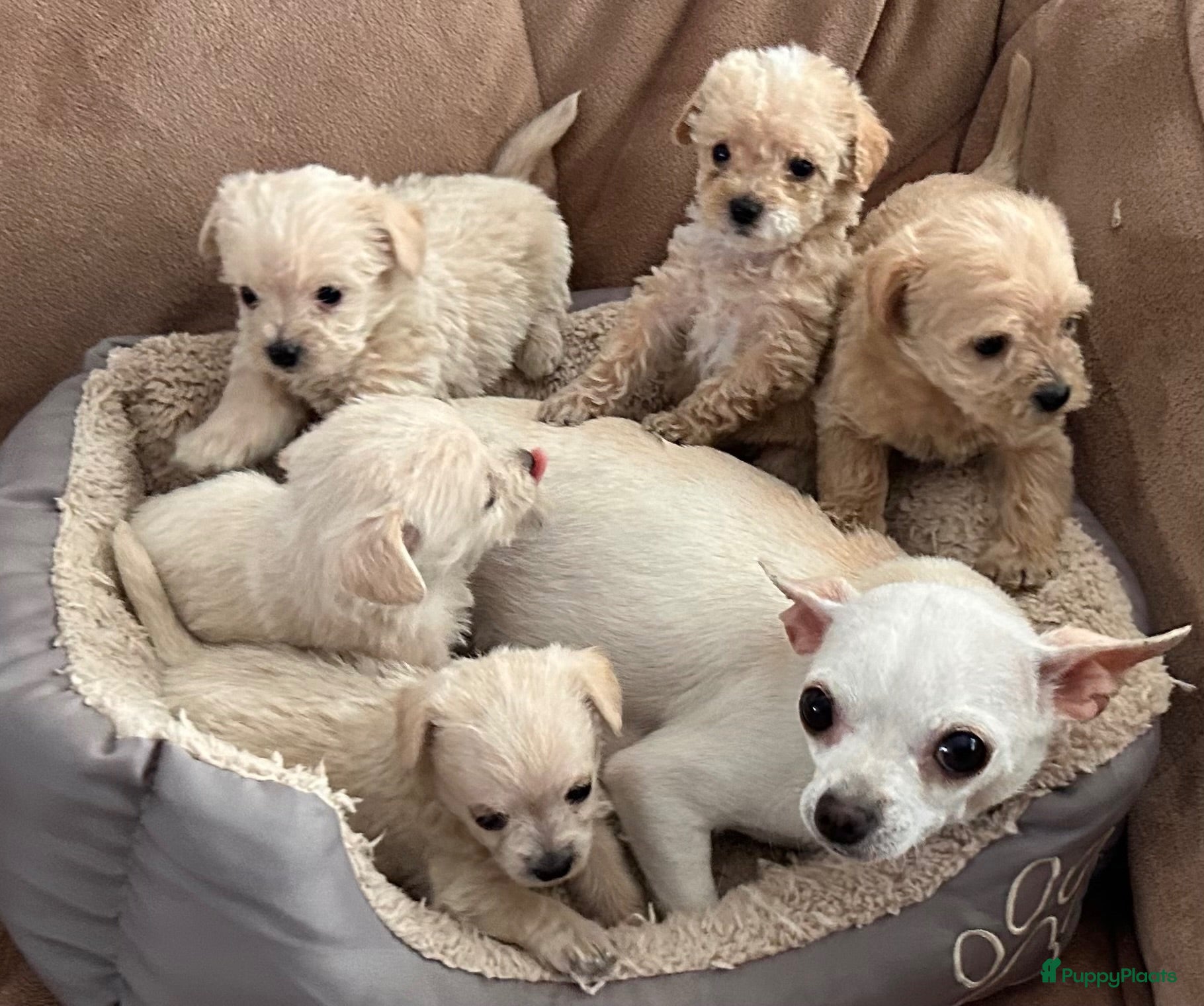 Kruising honden Chipoo Lieve rustige X toy poedel en chiwawa - Advertentie 1