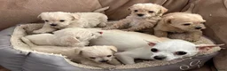Kruising honden te koop: Chipoo Lieve rustige X toy poedel en chiwawa in Eindhoven - Advertentie 1