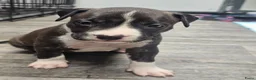 American Staffordshire Terriër honden te koop: Prachtige nestje amstaff pups - Advertentie 14