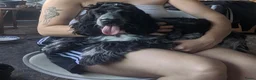 Engelse Cocker Spaniel honden te koop: 6mnd oude lieve sjaak zoekt nieuw huis in Amsterdam - Advertentie 4