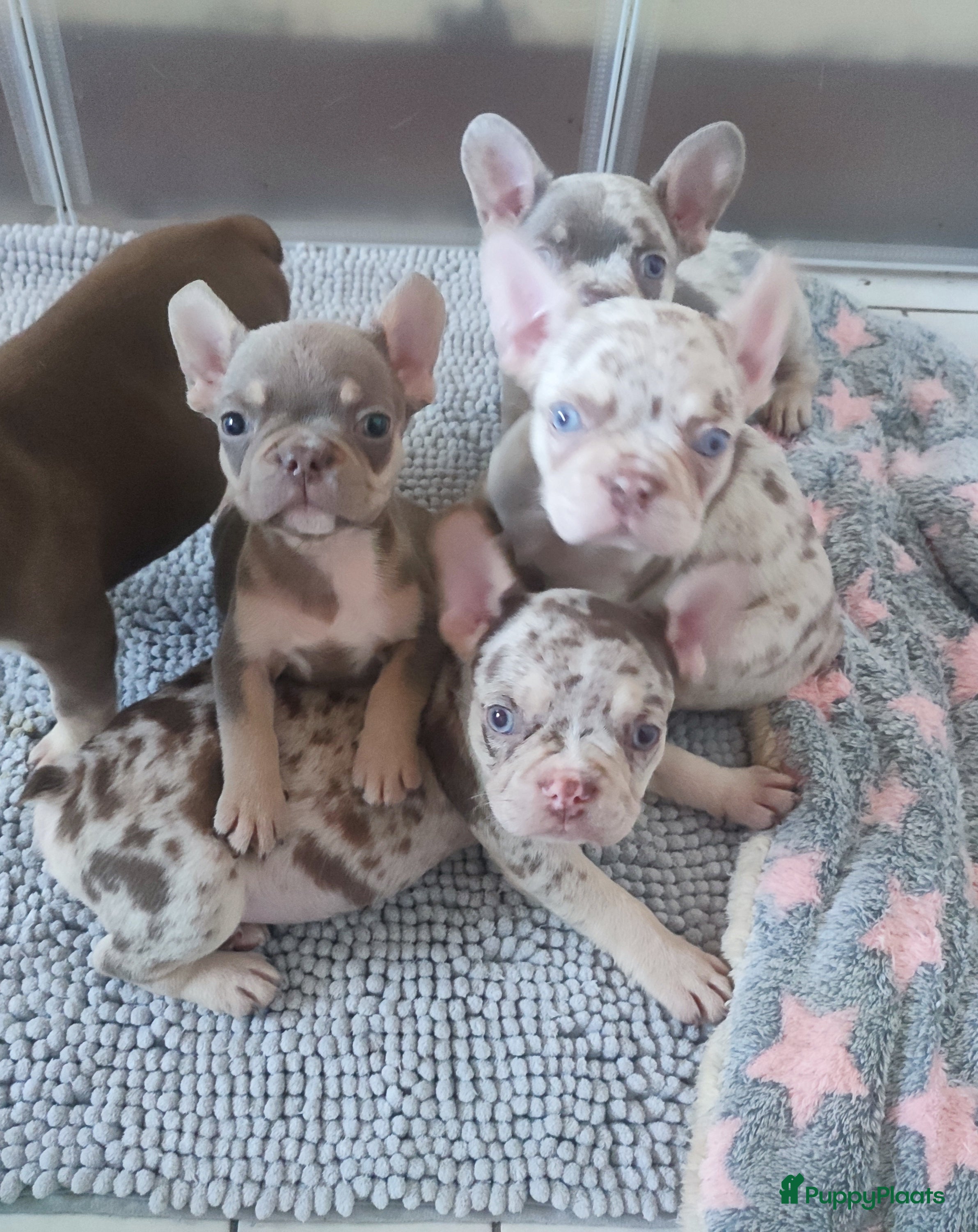 Franse Bulldog honden Prachtige gezonde Franse bulldog pups  - Advertentie 1
