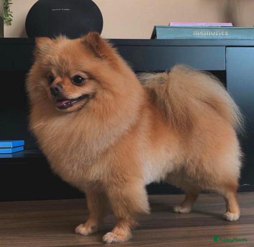 Pomeriaan honden te koop: Pomeriaan pups  - Advertentie 16