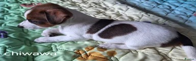 Jack Russel Terriër 2