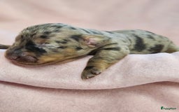 Teckel (korthaar)  honden te koop: De allermooiste dwergteckel pupjes!! - Afbeelding 20