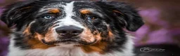 Australian Shepherd honden ter dekking: Ervaren Dekreu Aangeboden - australian shepherd - Advertentie 4