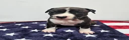 American Staffordshire Terriër honden te koop: Prachtige nestje amstaff pups - Advertentie 13