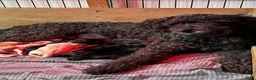 Kruising honden te koop: exclusieve Dubbel Doodle pups geboren! - Advertentie 2