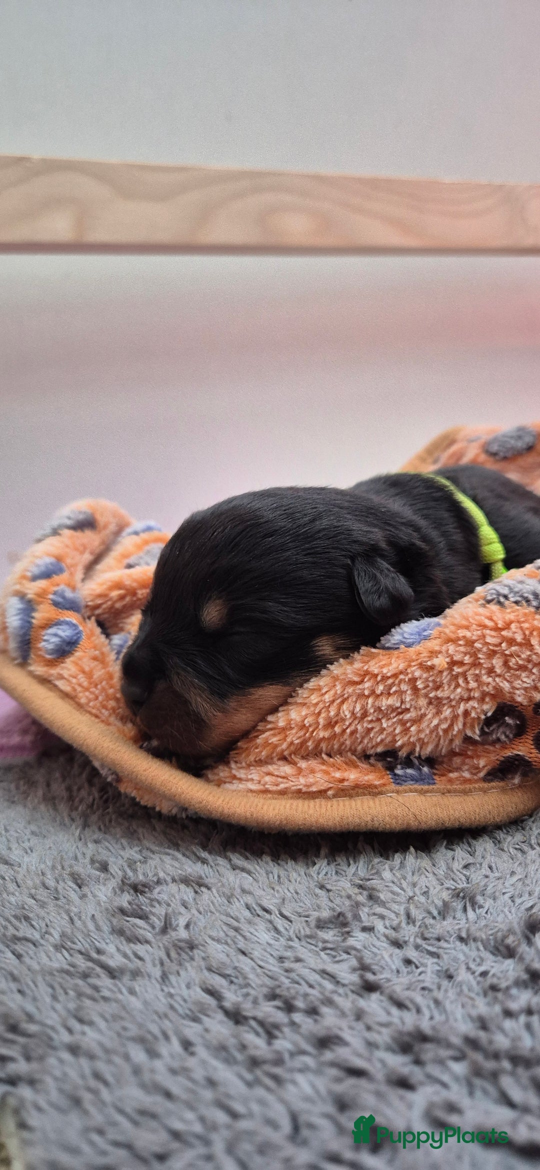 Rottweiler honden te koop: Nest F 27.11.2025 - Advertentie 19