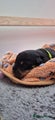 Rottweiler Puppy 5