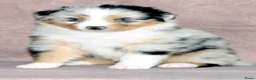 Australian Shepherd honden te koop: Australische herder pups - Advertentie 3
