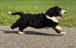 Spaanse Waterhond honden te koop: Spaanse Waterhond pups - Afbeelding 28