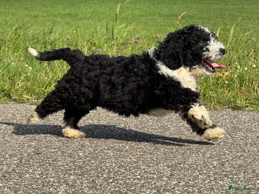 Spaanse Waterhond honden te koop: Spaanse Waterhond pups - Afbeelding 28