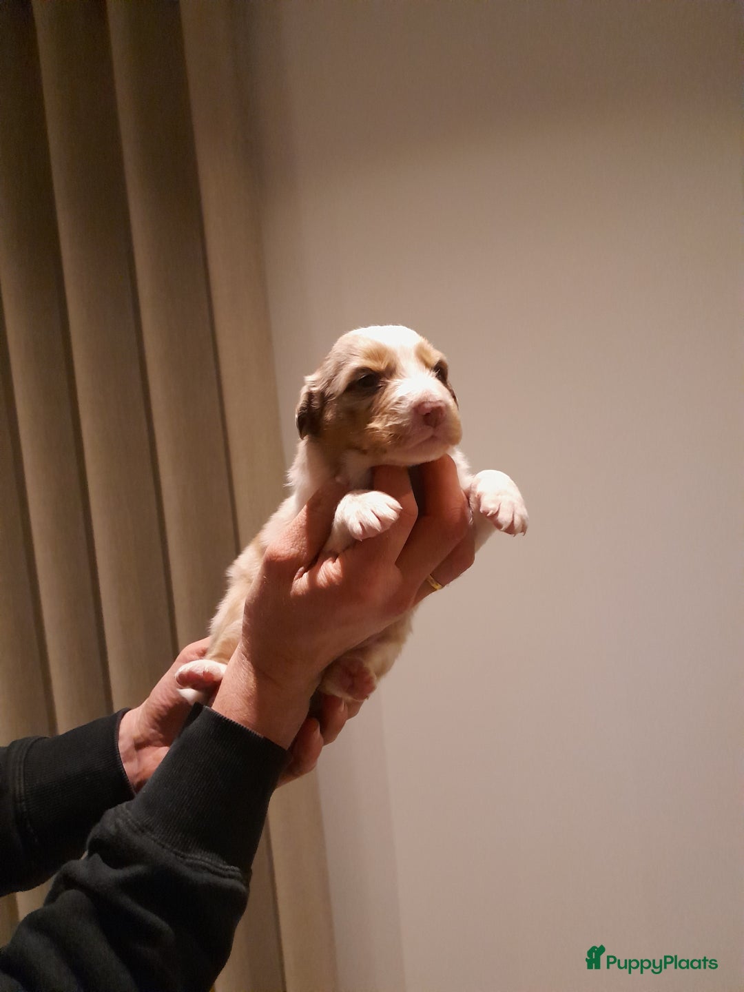 Australian Shepherd honden te koop: Lieve raszuivere australian shepherd pups  - Advertentie 22