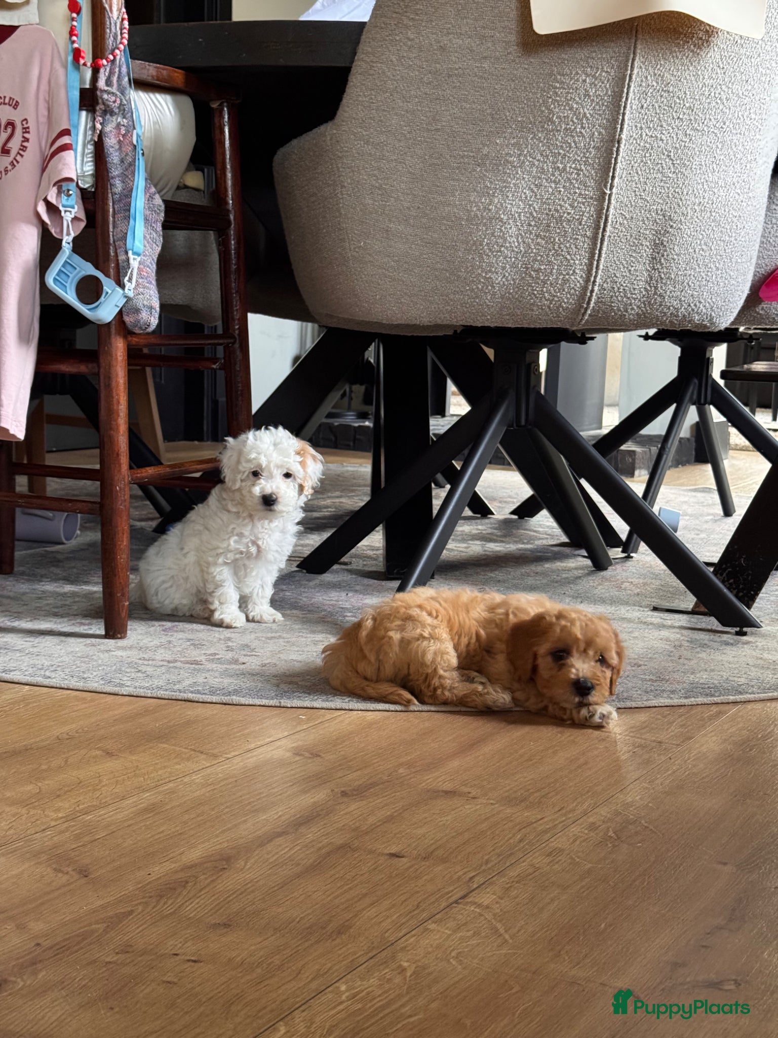 Kruising honden Labradoodle pups mini - Advertentie 1