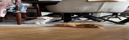 Kruising honden te koop: Labradoodle pups mini - Advertentie 1
