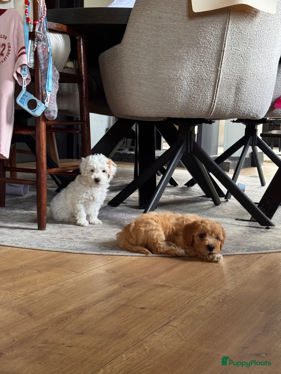 Kruising honden te koop: Labradoodle pups mini - Advertentie 1
